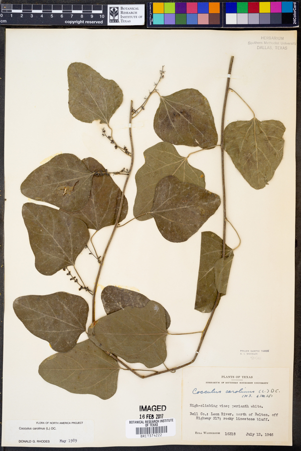 Cocculus carolinus image