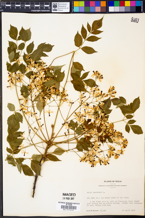 Azadirachta indica image