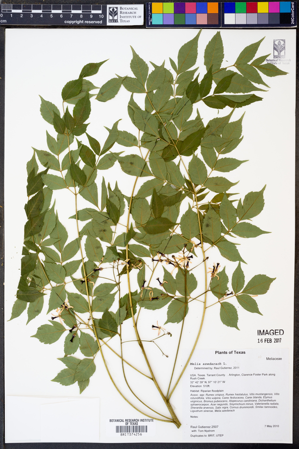 Azadirachta indica image
