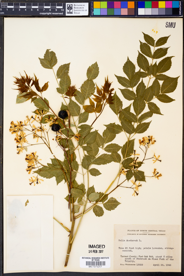 Azadirachta image
