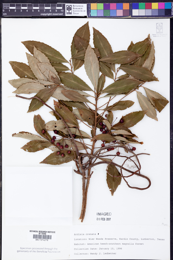 Ardisia calycosa image