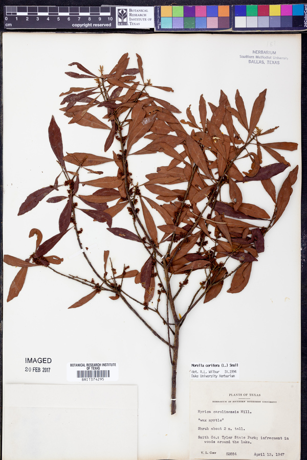 Myrica caroliniensis image
