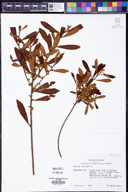 Myrica cerifera image