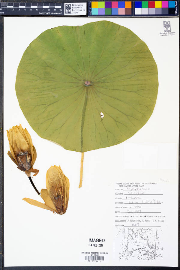 Nelumbonaceae image