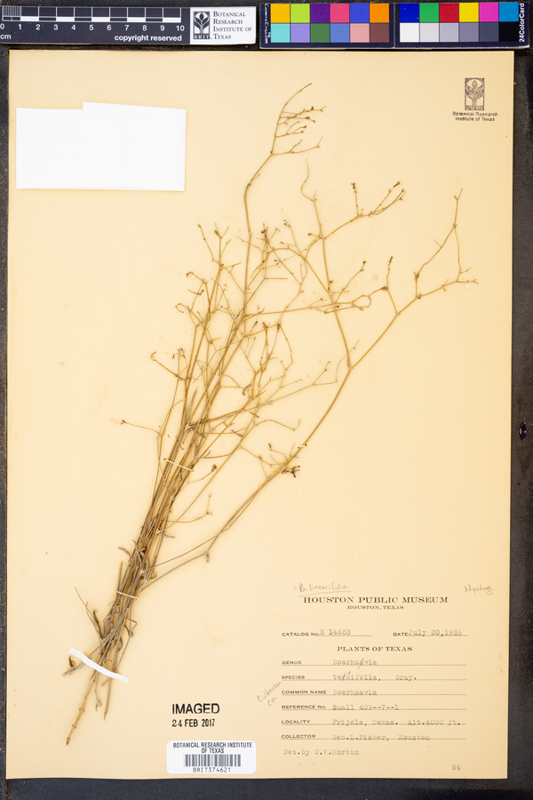 Boerhavia linearifolia image