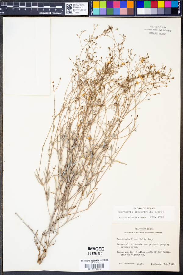 Boerhavia linearifolia image