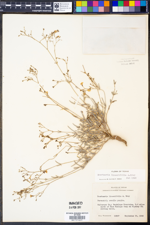 Boerhavia linearifolia image