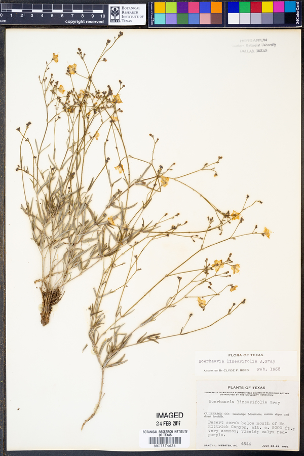 Boerhavia linearifolia image