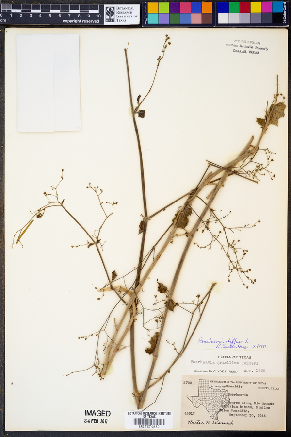 Boerhavia diffusa image