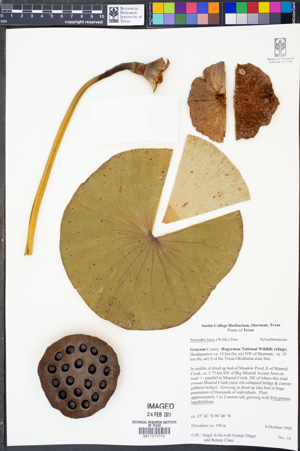 Nelumbonaceae image