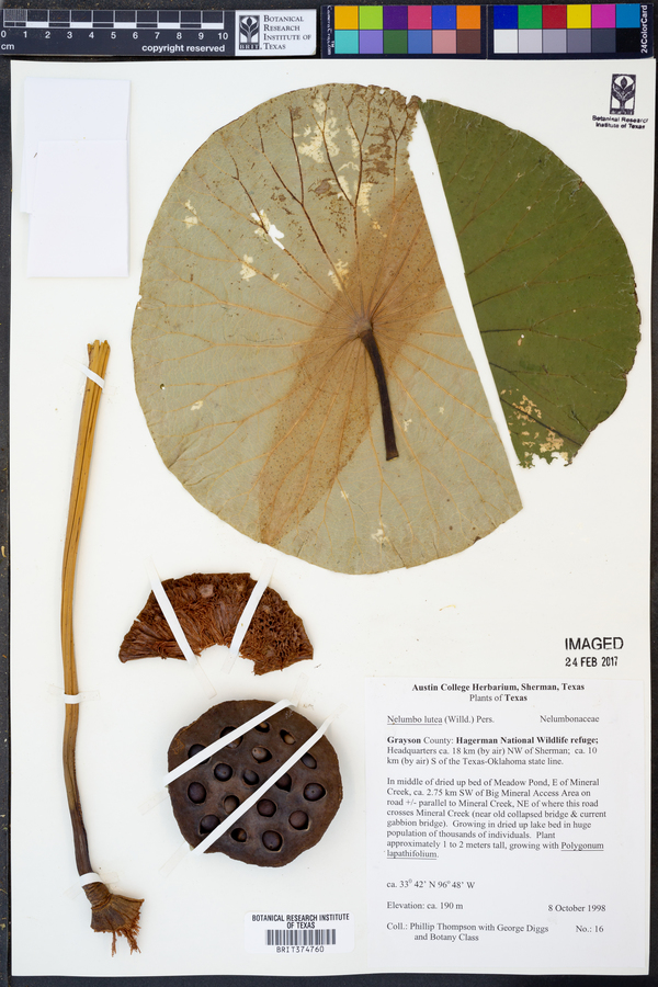 Nelumbo lutea image