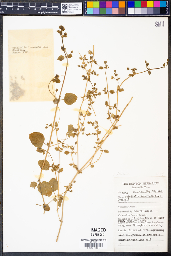Wedelia incarnata image