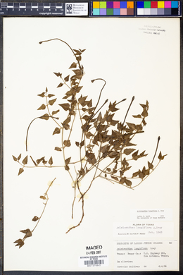 Acleisanthes longiflora image