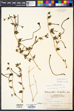Acleisanthes longiflora image
