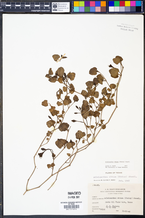 Acleisanthes obtusa image