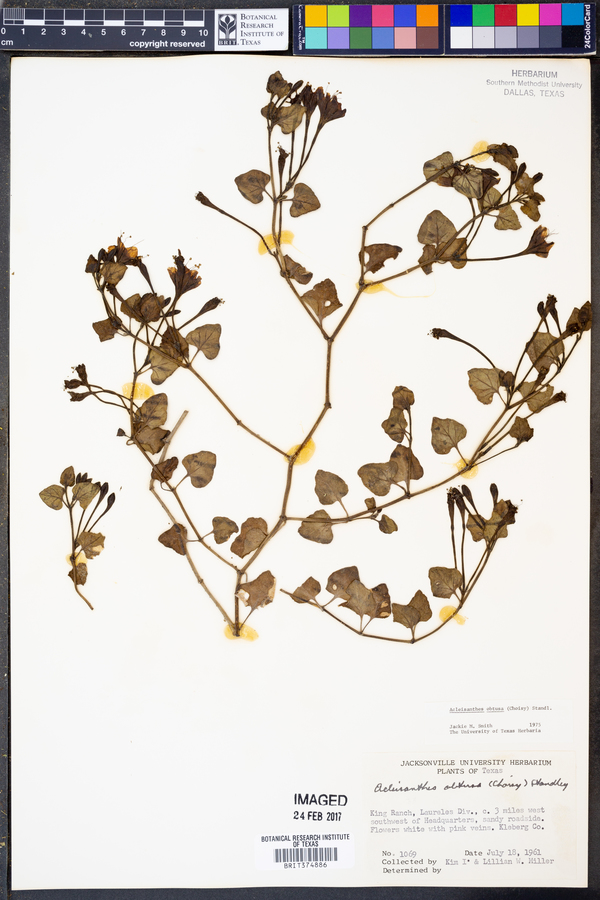 Acleisanthes obtusa image