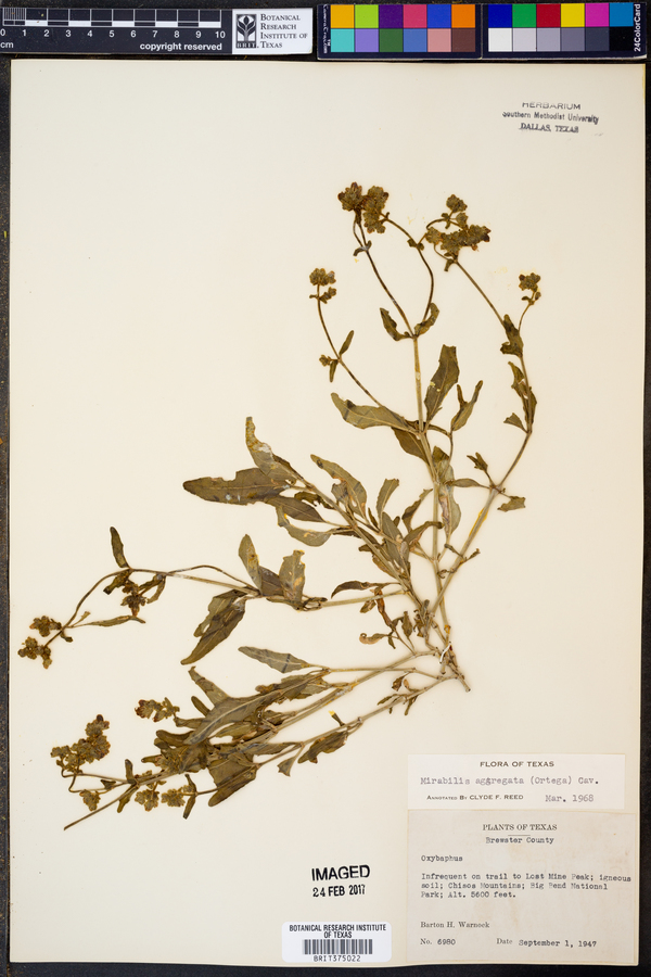 Mirabilis aggregata image