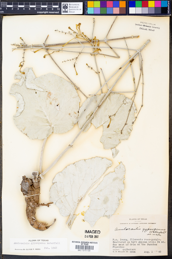Anulocaulis gypsogenus image