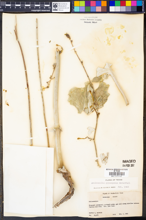 Anulocaulis gypsogenus image