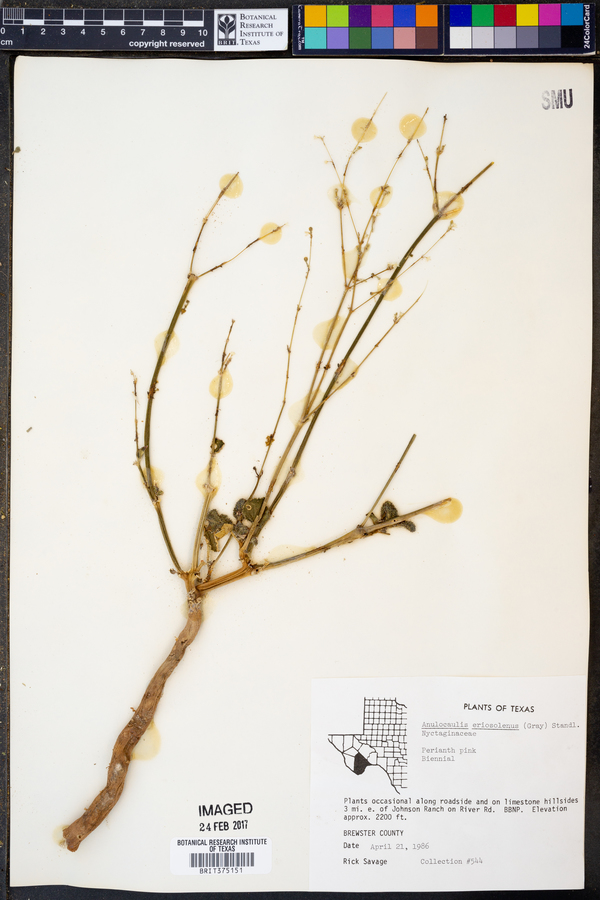 Anulocaulis eriosolenus image