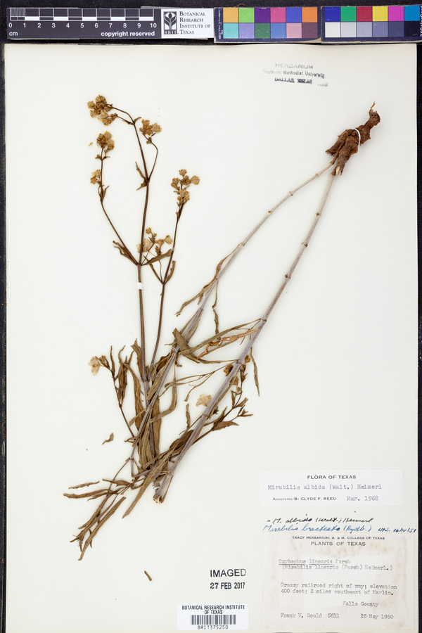 Vplants occurrence profile