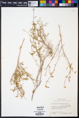 Acleisanthes angustifolia image