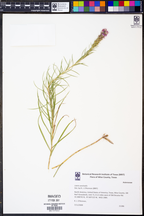 Liatris aestivalis image