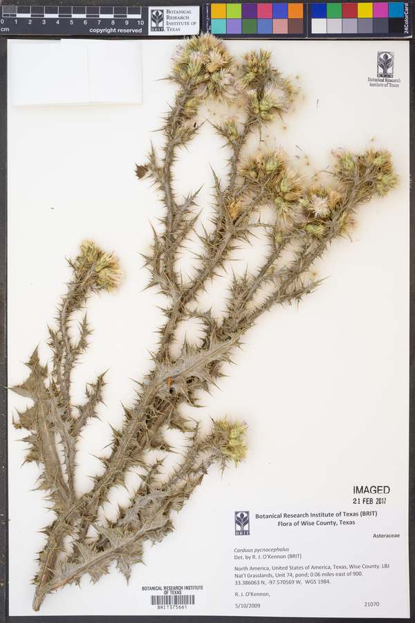 Carduus pycnocephalus image