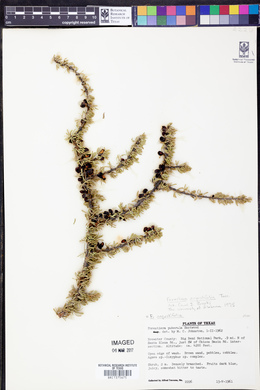 Forestiera angustifolia image