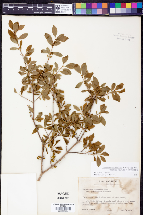 Forestiera neo-mexicana image