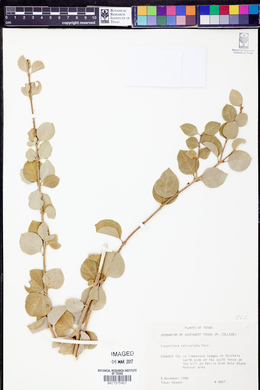 Forestiera reticulata image