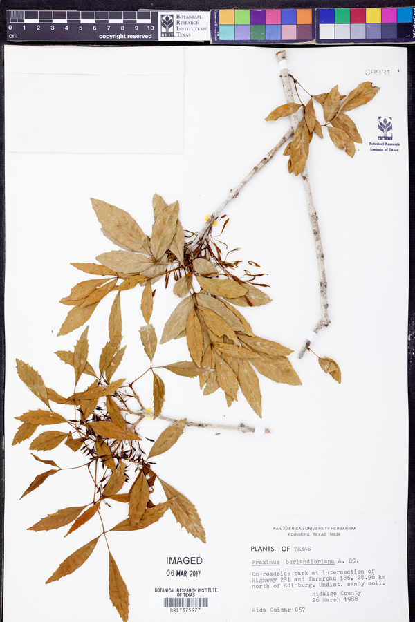 Fraxinus berlandieriana image