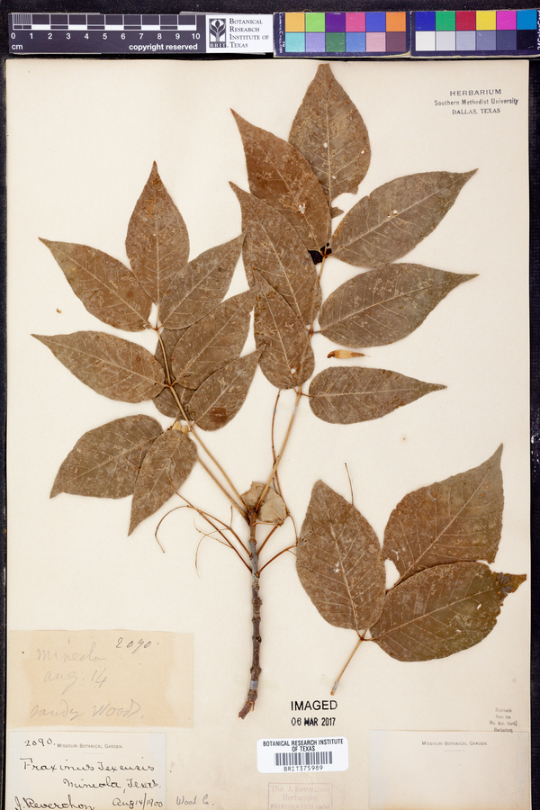 Fraxinus texensis image