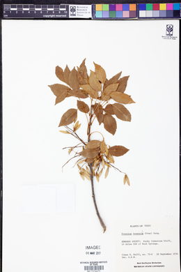 Fraxinus texensis image