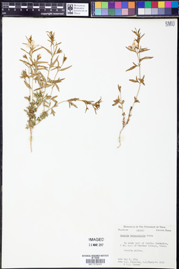 Menodora heterophylla image