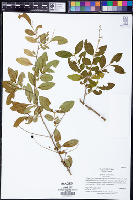 Ligustrum sinense image