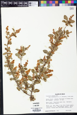 Ligustrum sinense image