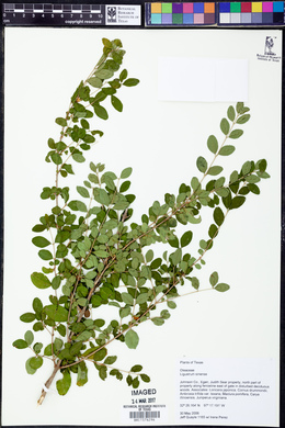 Ligustrum sinense image