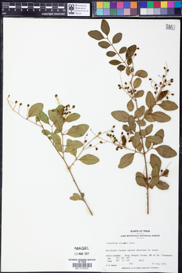 Ligustrum sinense image