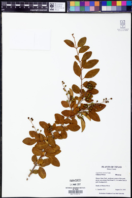 Ligustrum sinense image