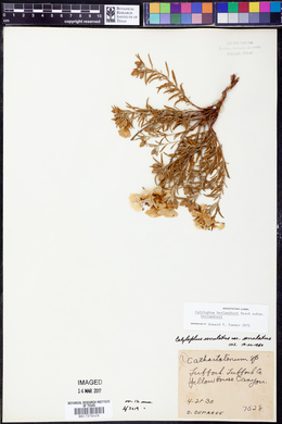 Calylophus berlandieri image