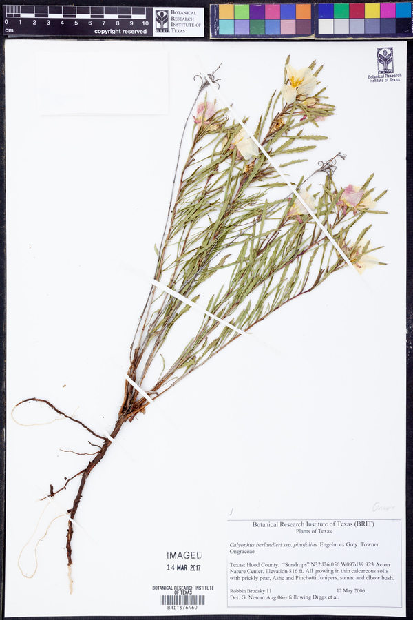 Oenothera berlandieri subsp. pinifolia image