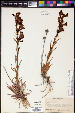 Penstemon jamesii image