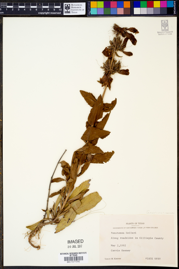 Penstemon helleri image