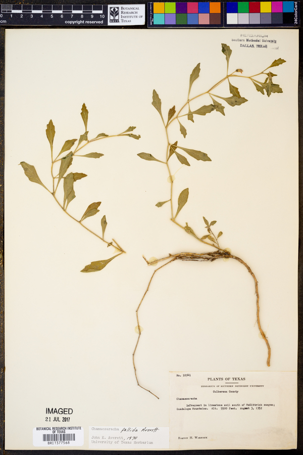 Chamaesaracha pallida image