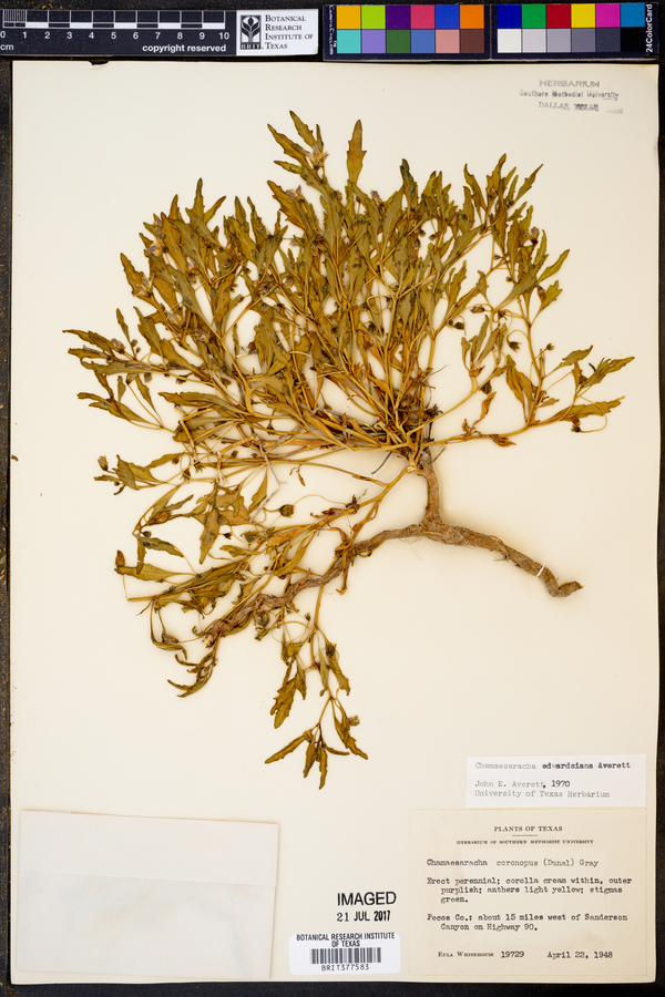 Chamaesaracha edwardsiana image