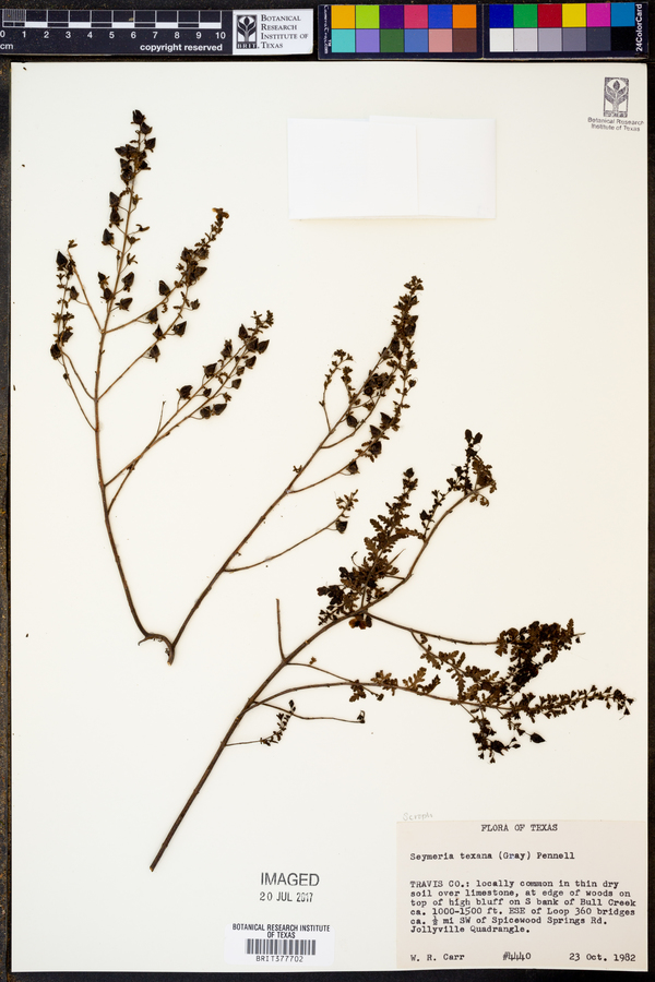 Seymeria texana image