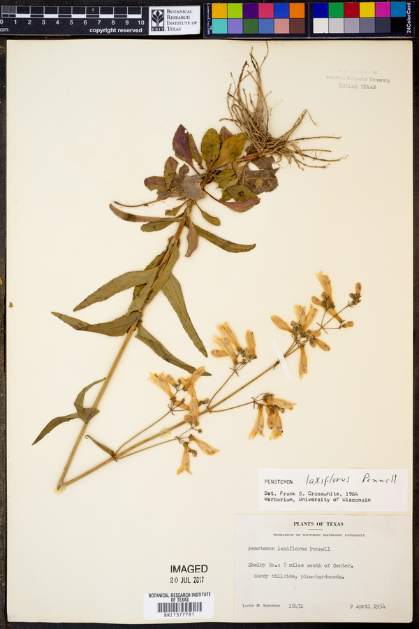 Penstemon laxiflorus image