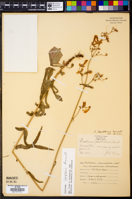 Penstemon laxiflorus image