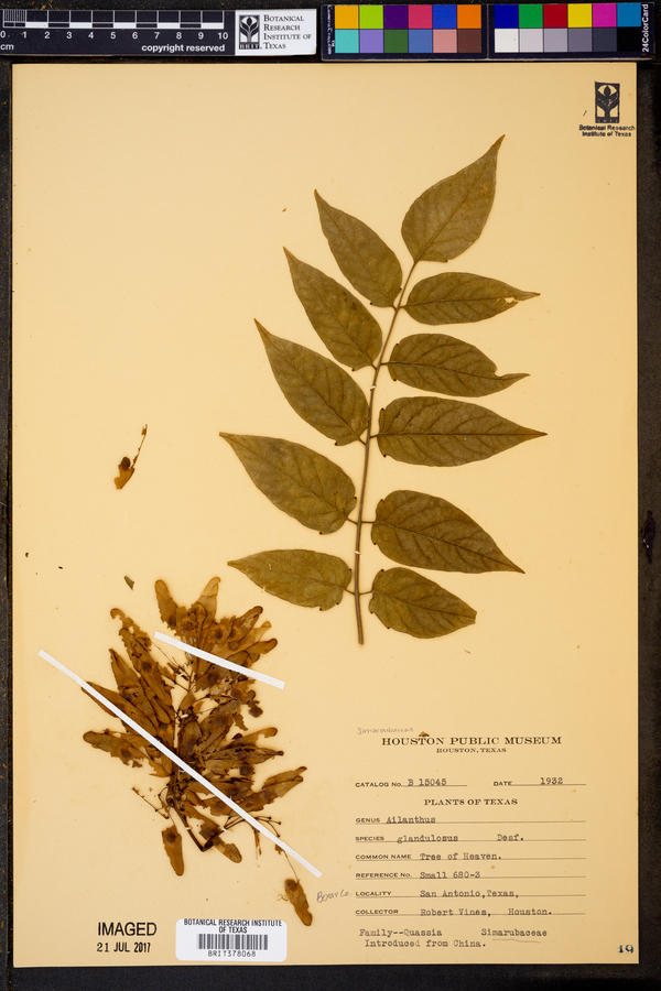 Ailanthus glandulosus image